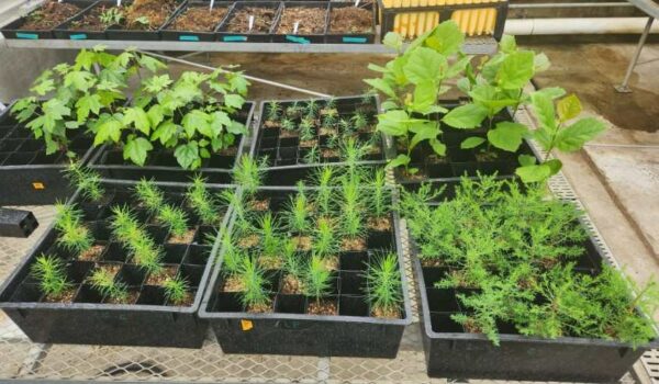 NASA Moon Trees: Bringing Space Exploration to Earth