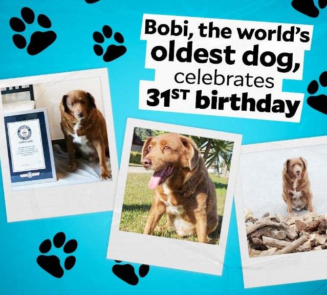 Worlds-oldest-dog-Bobi-dies-at-31 - KumDi.com Global Live News
