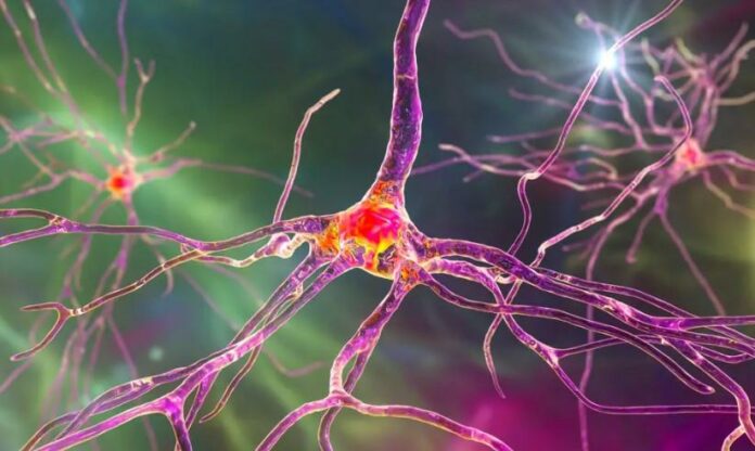 Mapping the Human Brain