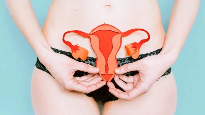 Male and Female Organ Development
