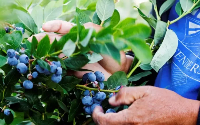 Blueberries' Color