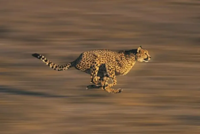Fastest Animal