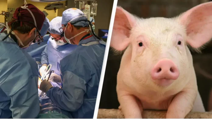 First pig kidney transplant