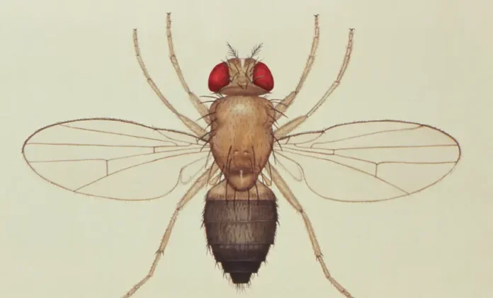 fly behavior