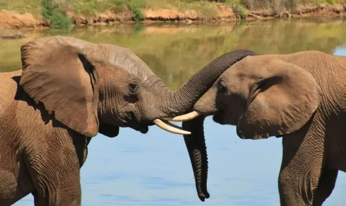 elephant communication