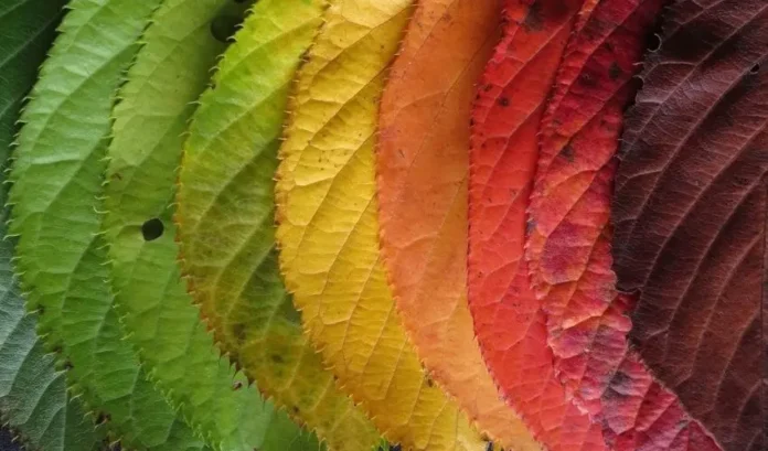 Colorful leaves transitioning in autumn