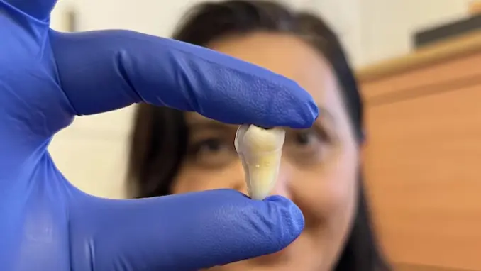 Scientist examining stem cells to grow human teeth in the lab for regenerative dentistry research