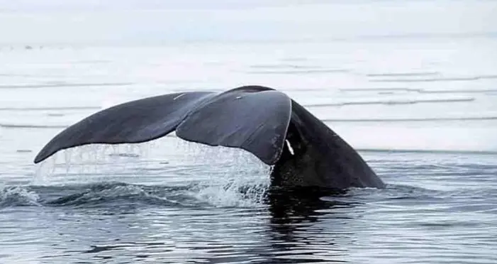 INSIGHTS INTO THE EVOLUTION OF LONGEVITY FROM THE BOWHEAD WHALE visual data 7